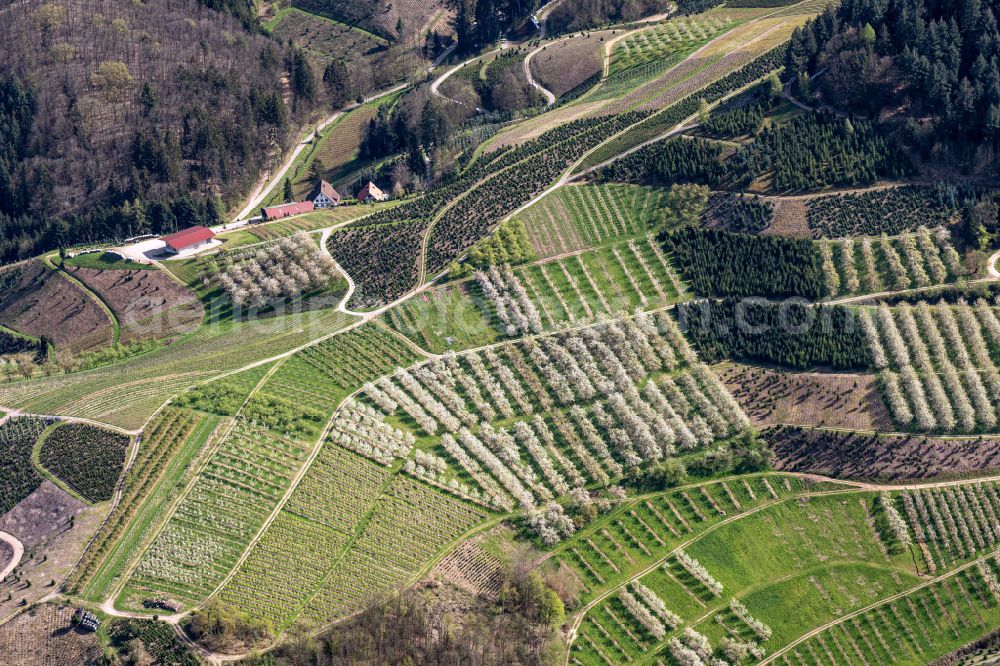 Bottenau from the bird's eye view: Rows of trees of fruit cultivation plantation in a field in voller Bluete in Bottenau in the state Baden-Wuerttemberg, Germany