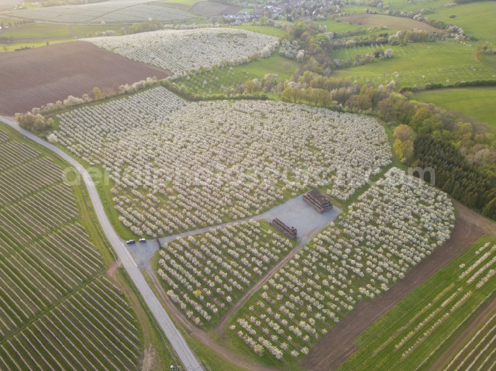 Aerial photograph Wittgensdorf - Rows of trees of fruit cultivation plantation in a field on street Gombsener Strasse in Wittgensdorf in the state Saxony, Germany