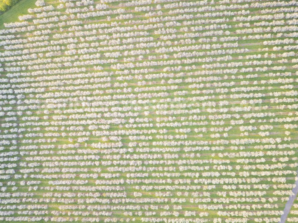 Wittgensdorf from above - Rows of trees of fruit cultivation plantation in a field on street Gombsener Strasse in Wittgensdorf in the state Saxony, Germany