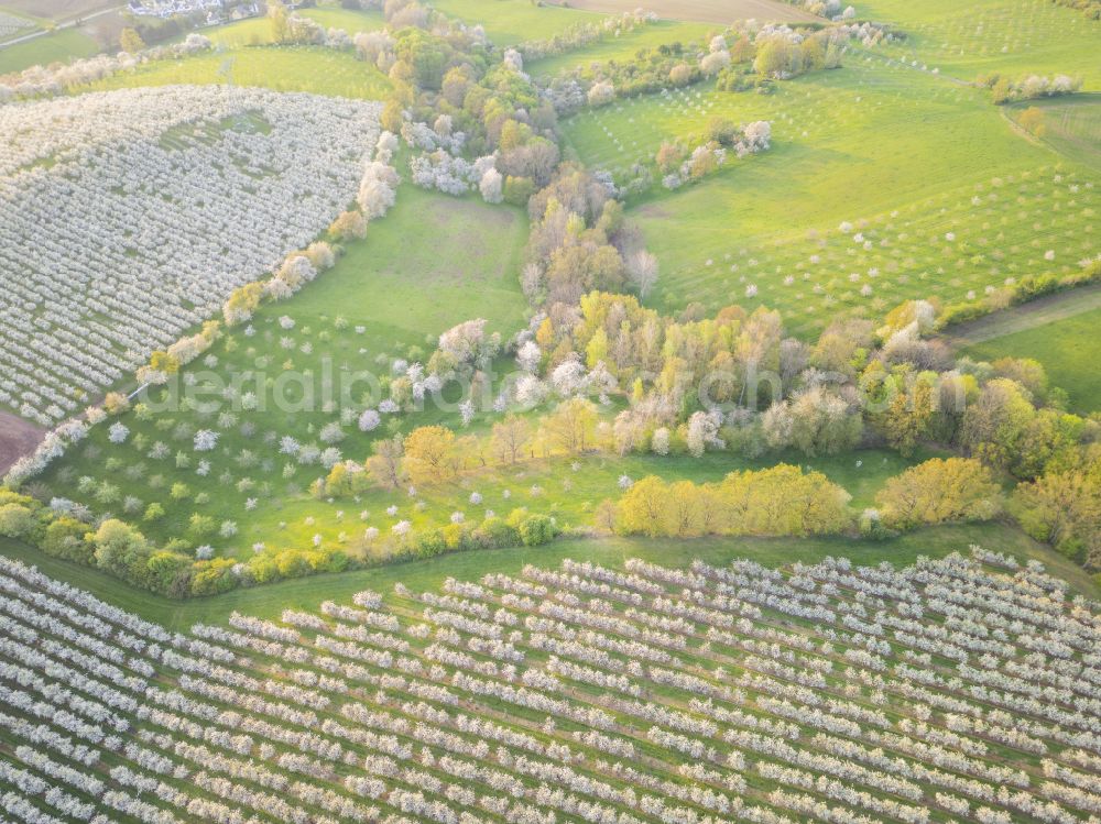 Wittgensdorf from the bird's eye view: Rows of trees of fruit cultivation plantation in a field on street Gombsener Strasse in Wittgensdorf in the state Saxony, Germany