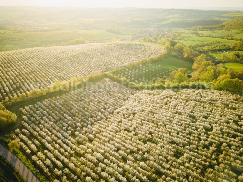 Aerial image Wittgensdorf - Rows of trees of fruit cultivation plantation in a field on street Gombsener Strasse in Wittgensdorf in the state Saxony, Germany