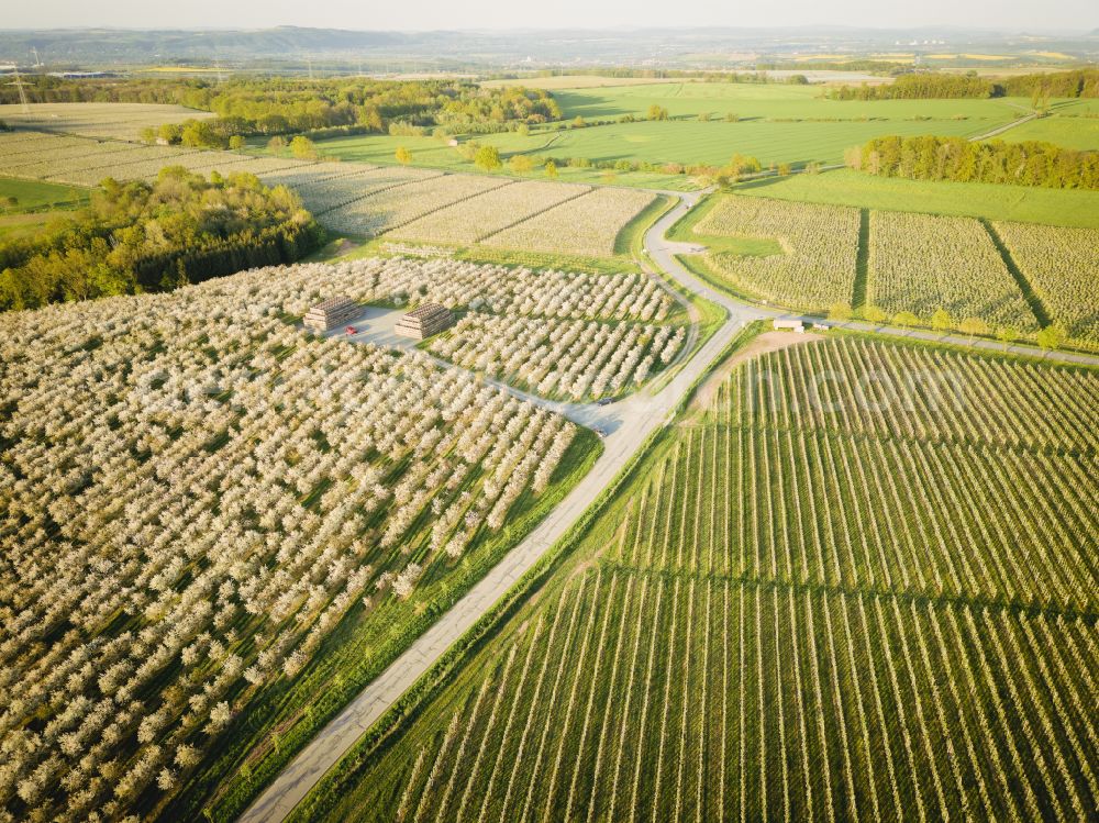 Aerial photograph Wittgensdorf - Rows of trees of fruit cultivation plantation in a field on street Gombsener Strasse in Wittgensdorf in the state Saxony, Germany