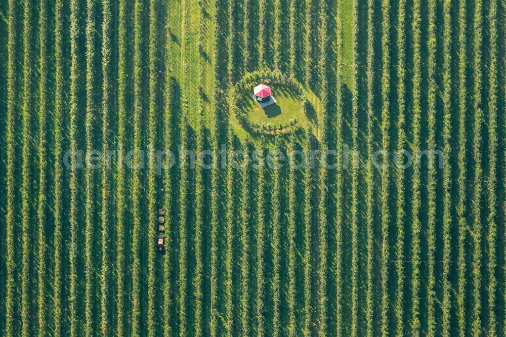 Scharnhorst from the bird's eye view: Rows of trees of fruit cultivation plantation in a field To the apple harvest at the Hof Mertin at Wolfsacker in Scharnhorst in the state North Rhine-Westphalia