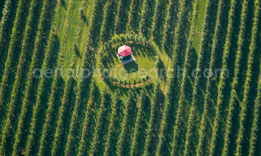 Aerial image Scharnhorst - Rows of trees of fruit cultivation plantation in a field To the apple harvest at the Hof Mertin at Wolfsacker in Scharnhorst in the state North Rhine-Westphalia