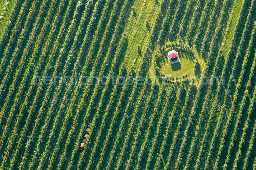 Aerial photograph Scharnhorst - Rows of trees of fruit cultivation plantation in a field To the apple harvest at the Hof Mertin at Wolfsacker in Scharnhorst in the state North Rhine-Westphalia