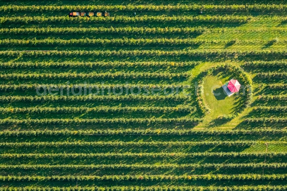 Scharnhorst from above - Rows of trees of fruit cultivation plantation in a field To the apple harvest at the Hof Mertin at Wolfsacker in Scharnhorst in the state North Rhine-Westphalia