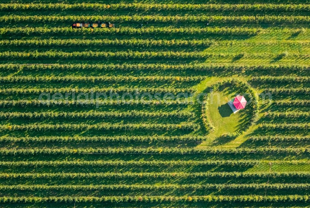 Scharnhorst from the bird's eye view: Rows of trees of fruit cultivation plantation in a field To the apple harvest at the Hof Mertin at Wolfsacker in Scharnhorst in the state North Rhine-Westphalia