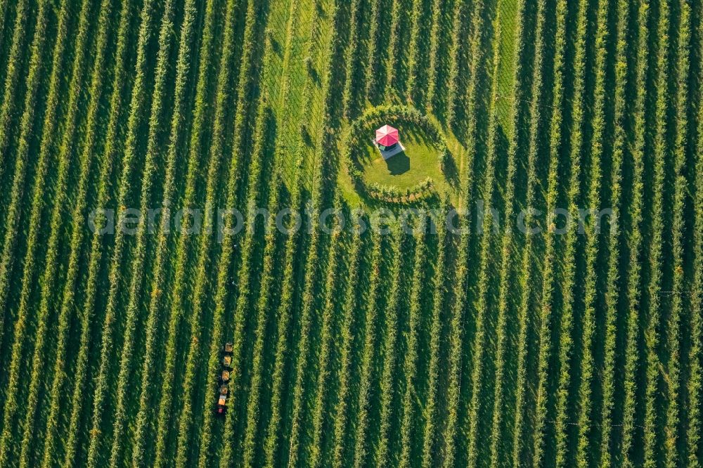 Aerial image Scharnhorst - Rows of trees of fruit cultivation plantation in a field To the apple harvest at the Hof Mertin at Wolfsacker in Scharnhorst in the state North Rhine-Westphalia