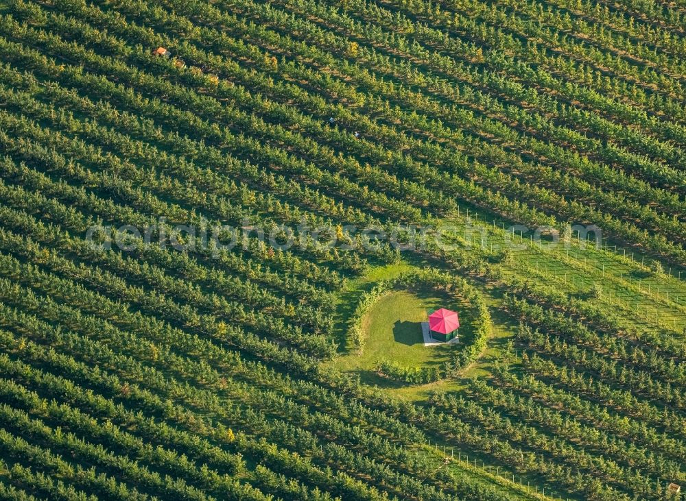 Aerial photograph Scharnhorst - Rows of trees of fruit cultivation plantation in a field To the apple harvest at the Hof Mertin at Wolfsacker in Scharnhorst in the state North Rhine-Westphalia