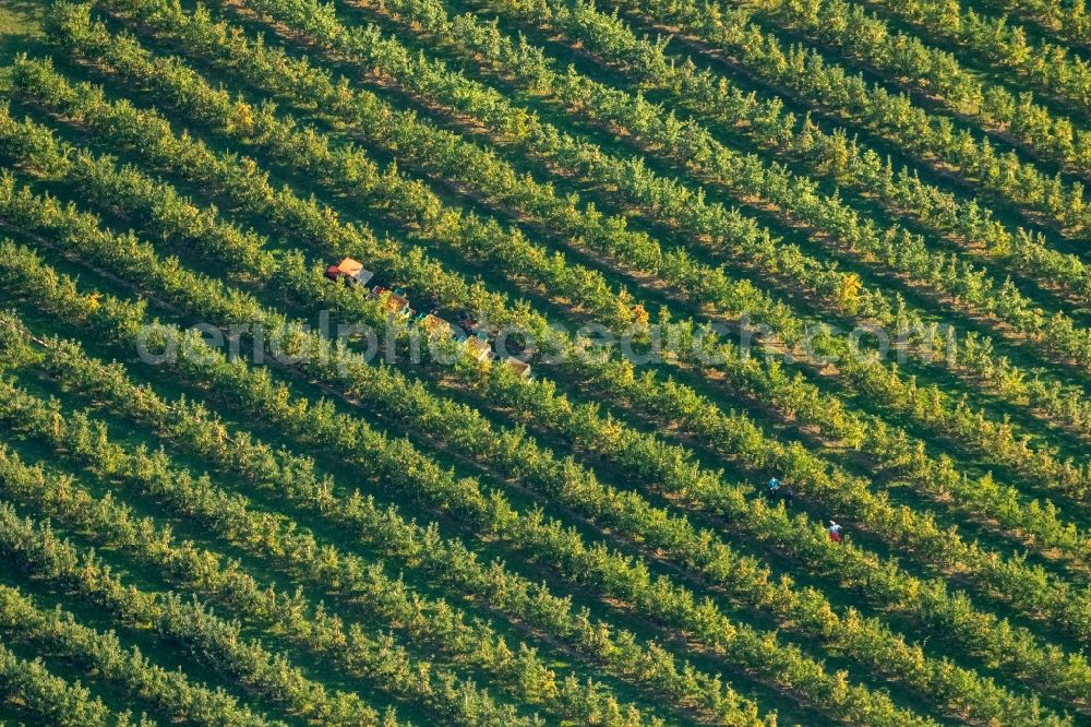 Scharnhorst from above - Rows of trees of fruit cultivation plantation in a field To the apple harvest at the Hof Mertin at Wolfsacker in Scharnhorst in the state North Rhine-Westphalia