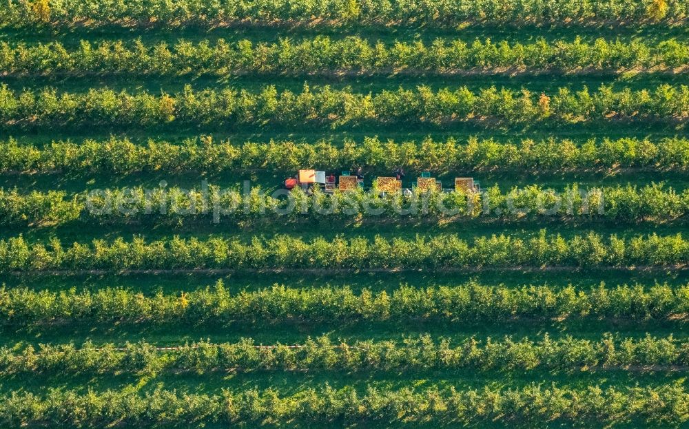 Scharnhorst from the bird's eye view: Rows of trees of fruit cultivation plantation in a field To the apple harvest at the Hof Mertin at Wolfsacker in Scharnhorst in the state North Rhine-Westphalia