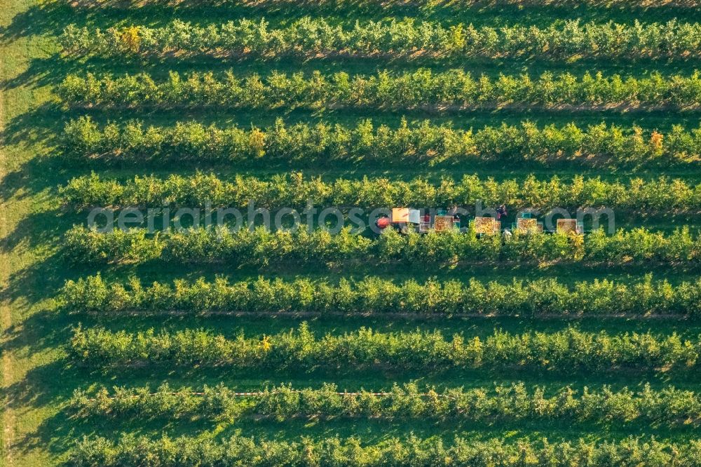 Aerial image Scharnhorst - Rows of trees of fruit cultivation plantation in a field To the apple harvest at the Hof Mertin at Wolfsacker in Scharnhorst in the state North Rhine-Westphalia