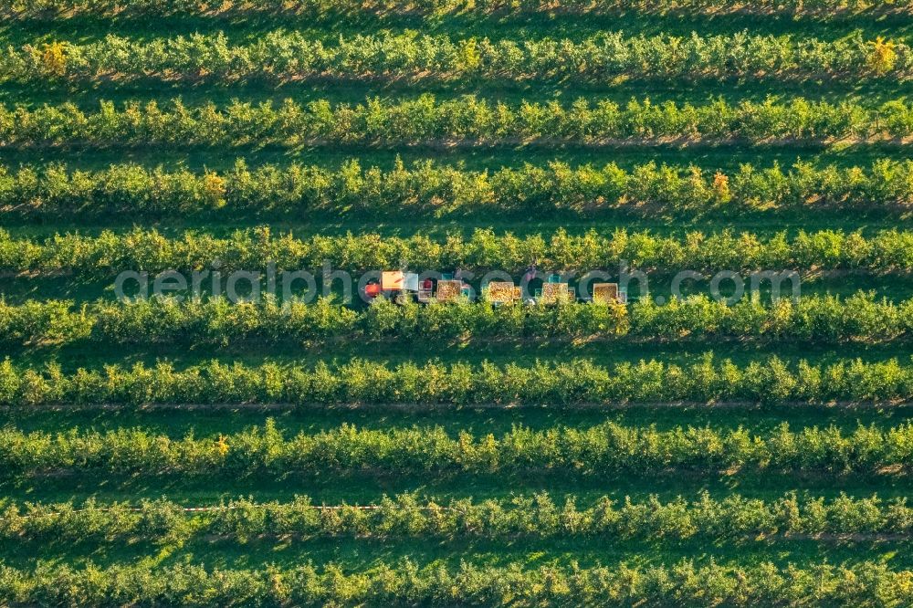 Aerial photograph Scharnhorst - Rows of trees of fruit cultivation plantation in a field To the apple harvest at the Hof Mertin at Wolfsacker in Scharnhorst in the state North Rhine-Westphalia