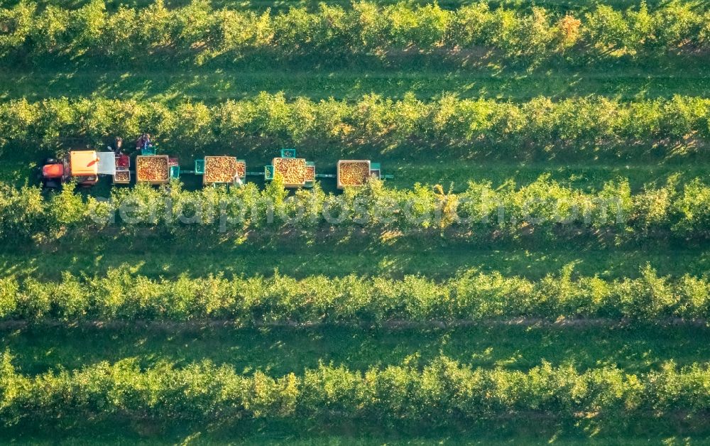 Scharnhorst from above - Rows of trees of fruit cultivation plantation in a field To the apple harvest at the Hof Mertin at Wolfsacker in Scharnhorst in the state North Rhine-Westphalia