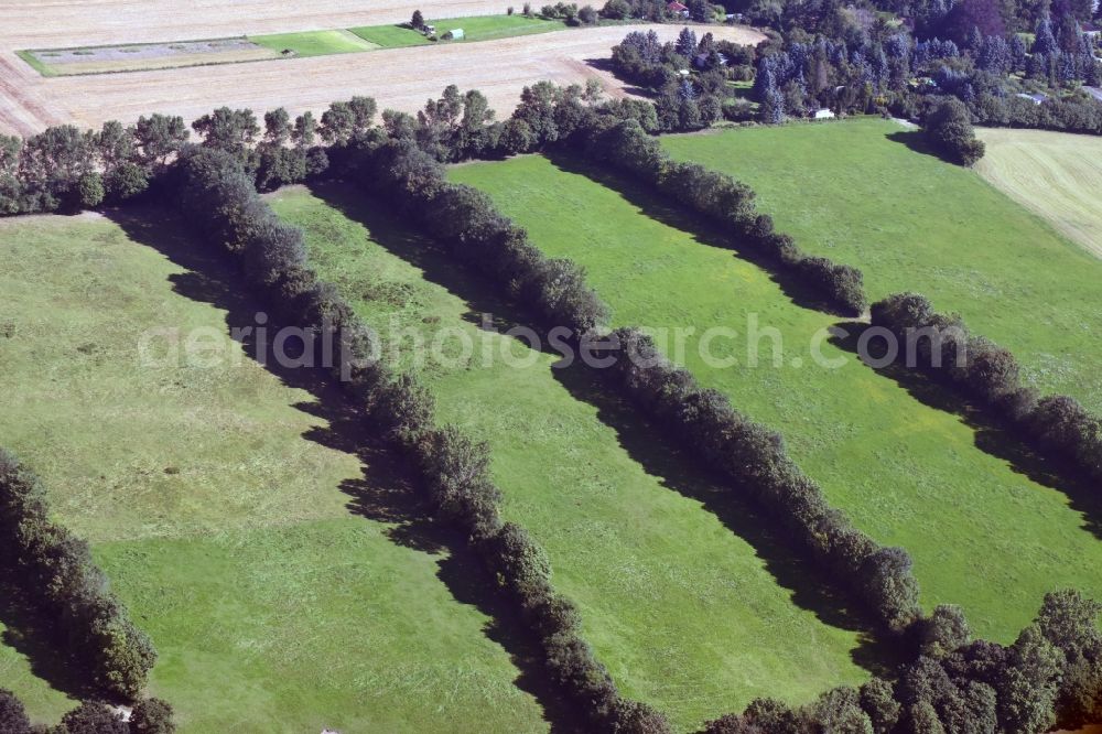 Aerial photograph Kamenz - Row of trees between meadows on the edge of a field in Kamenz in the state of Saxony