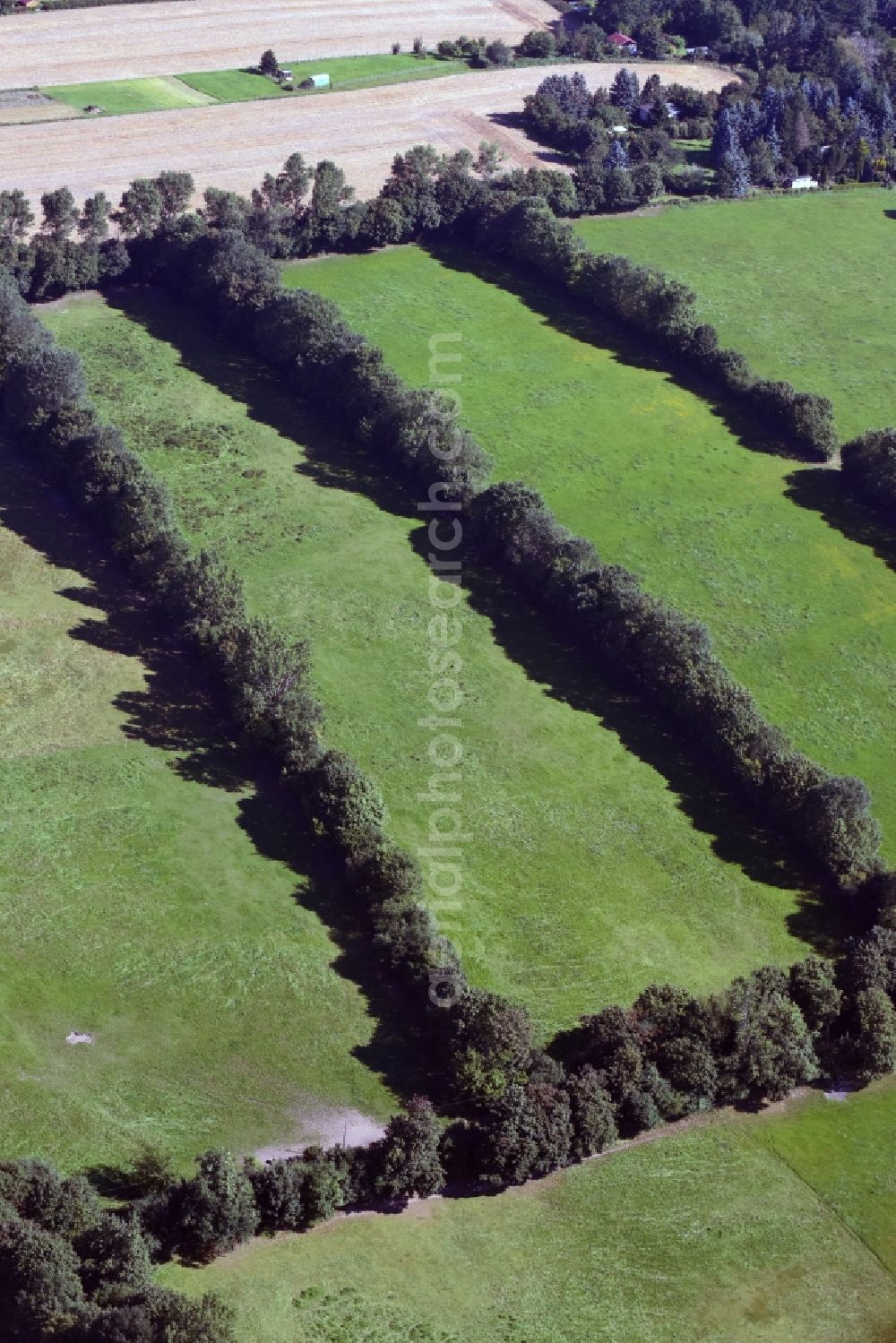 Kamenz from above - Row of trees between meadows on the edge of a field in Kamenz in the state of Saxony