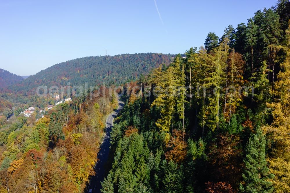 Bad Liebenzell from above - Treetops in a wooded area in Bad Liebenzell in the state Baden-Wuerttemberg