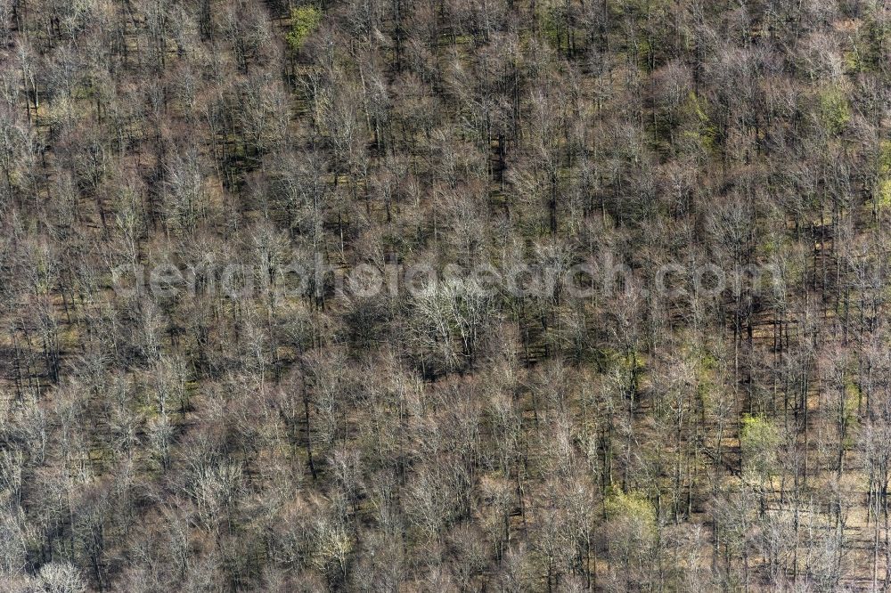 Aerial image Bad Urach - Treetops in a wooded area in Bad Urach in the state Baden-Wuerttemberg, Germany