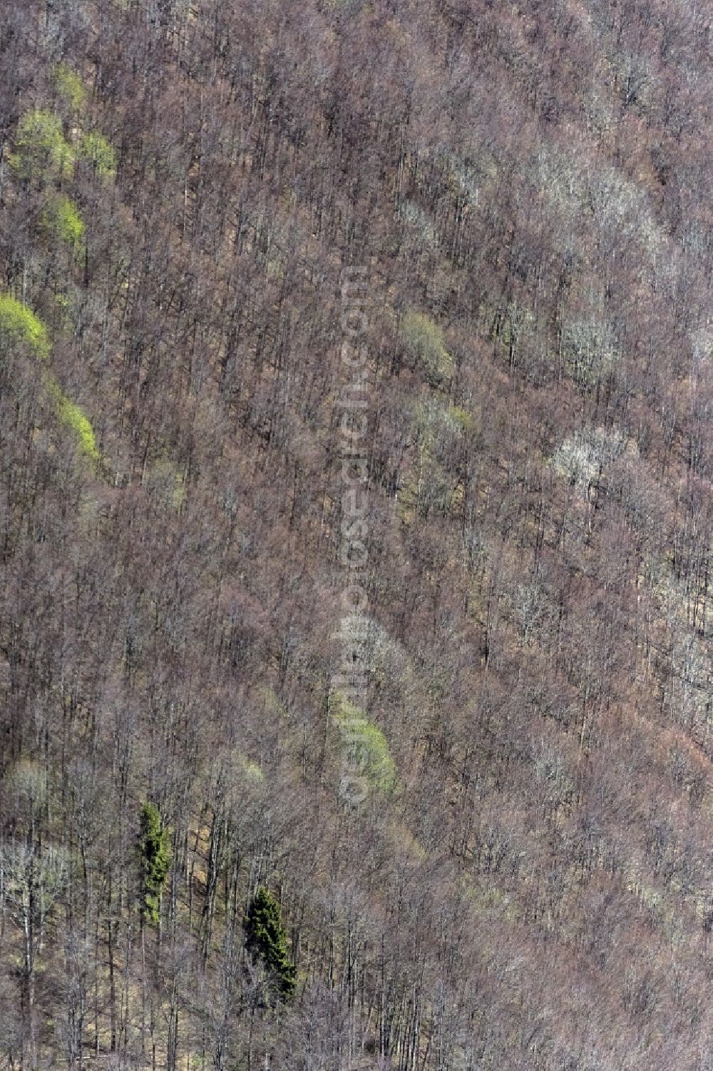 Aerial photograph Bad Urach - Treetops in a wooded area in Bad Urach in the state Baden-Wuerttemberg, Germany