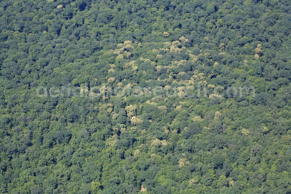 Habsheim from above - Treetops in the forest area in Habsheim in France. The Hardtwald in the Upper Rhine Valley next to Mulhouse in Alsace is a nature reserve with hornbeams and oaks