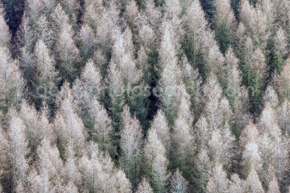 Rottenburg from above - Treetops in a wooded area in Rottenburg in the state Bavaria