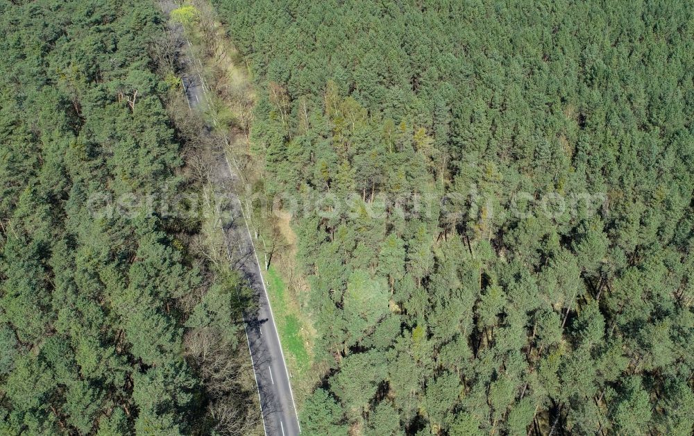 Aerial photograph Briesen (Mark) - Treetops in a wooded area in Briesen (Mark) in the state Brandenburg, Germany