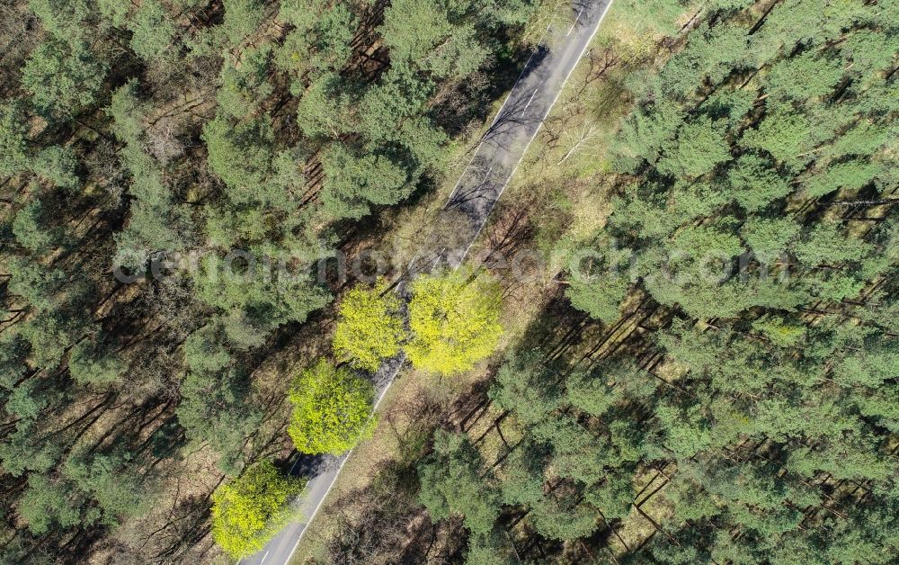 Briesen (Mark) from the bird's eye view: Treetops in a wooded area in Briesen (Mark) in the state Brandenburg, Germany