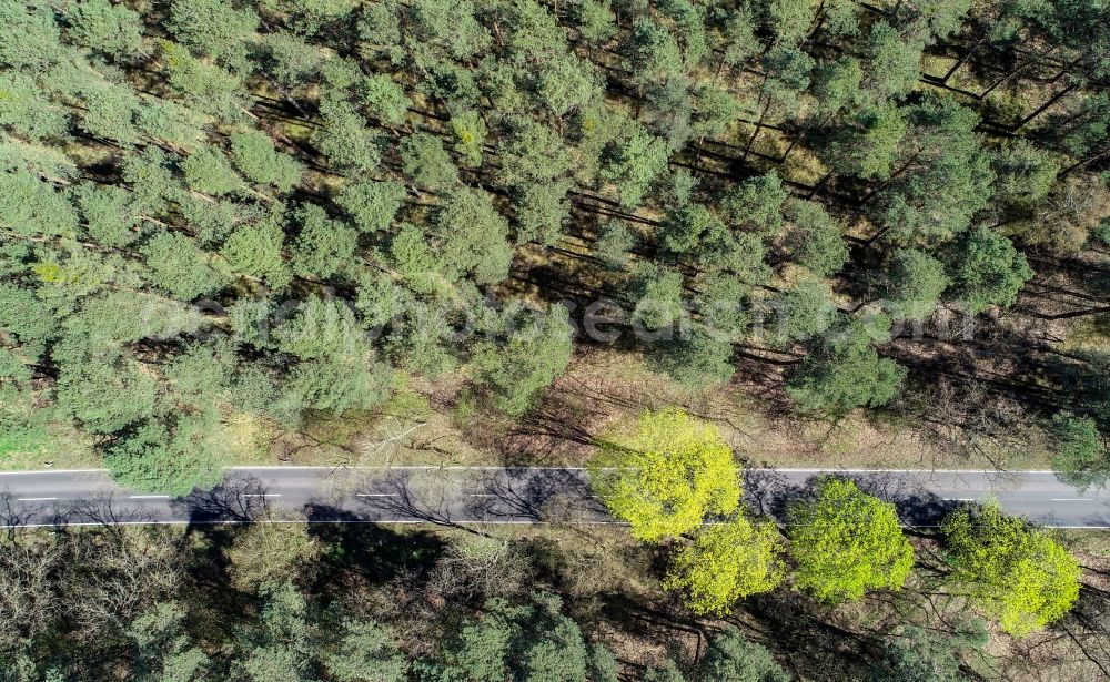 Aerial image Briesen (Mark) - Treetops in a wooded area in Briesen (Mark) in the state Brandenburg, Germany