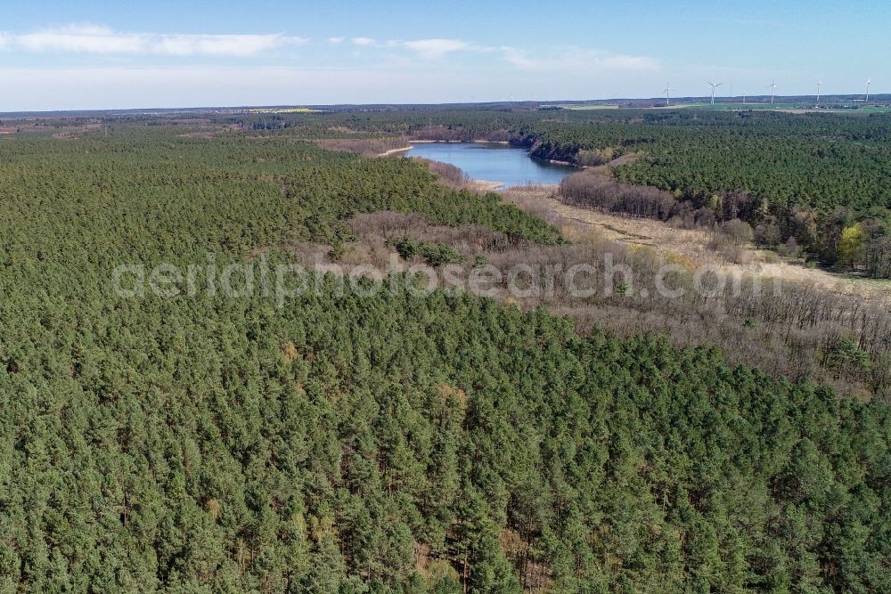 Briesen (Mark) from the bird's eye view: Treetops in a wooded area in Briesen (Mark) in the state Brandenburg, Germany