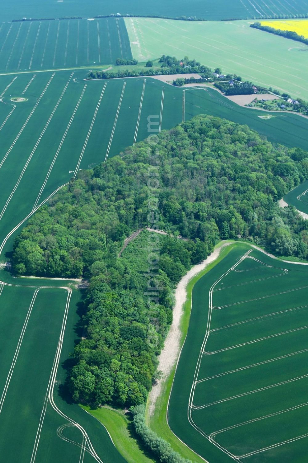 Dalberg-Wendelstorf from the bird's eye view: Treetops in a wooded area in Dalberg-Wendelstorf in the state Mecklenburg - Western Pomerania, Germany