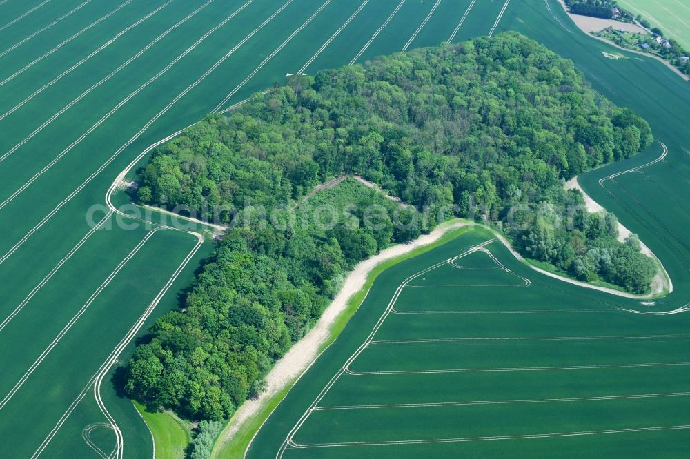 Aerial image Dalberg-Wendelstorf - Treetops in a wooded area in Dalberg-Wendelstorf in the state Mecklenburg - Western Pomerania, Germany