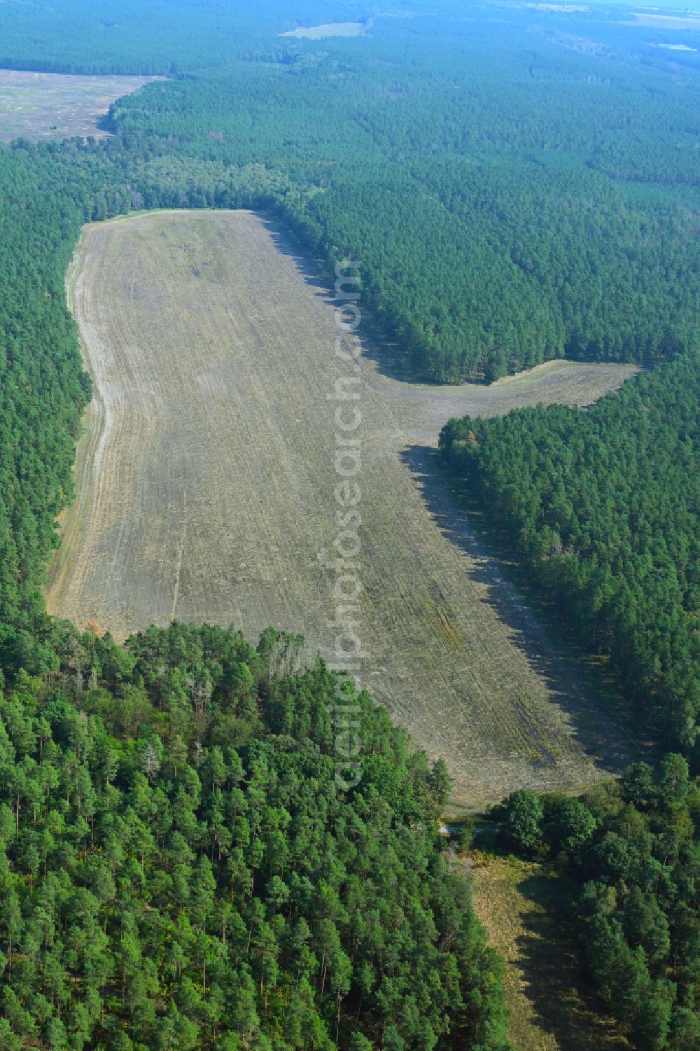 Aerial photograph Pechhütte - Treetops in a wooded area in a field-like forest clearing in Pechhuette in the state Brandenburg, Germany