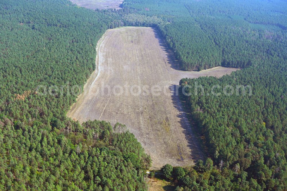 Pechhütte from above - Treetops in a wooded area in a field-like forest clearing in Pechhuette in the state Brandenburg, Germany