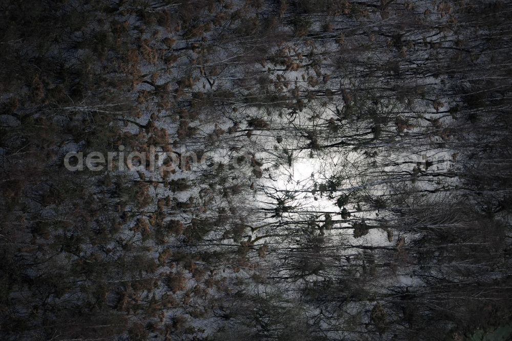 Aerial image Peenemünde - Treetops in a wooded area on former airfield in Peenemuende in the state Mecklenburg - Western Pomerania, Germany