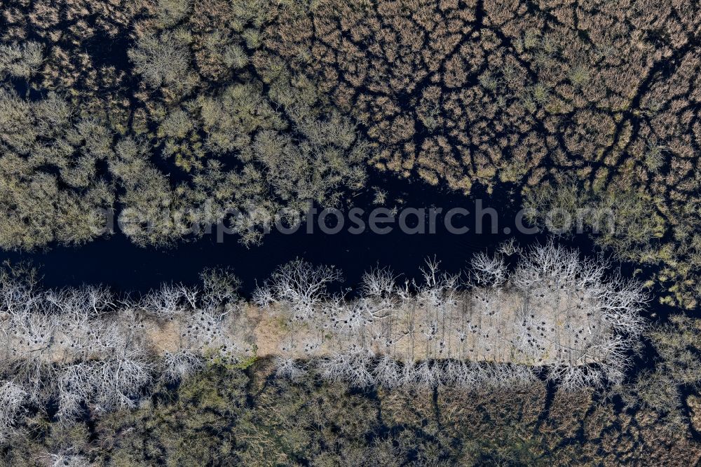 Aerial photograph Peenemünde - Treetops in a wooded area on former airfield in Peenemuende in the state Mecklenburg - Western Pomerania, Germany