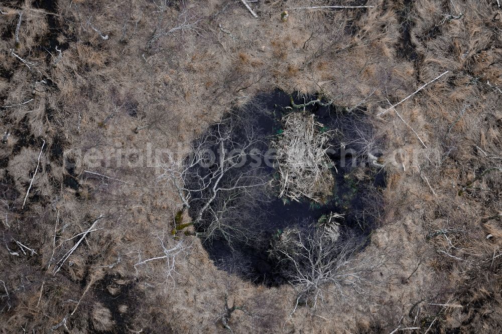 Aerial photograph Peenemünde - Treetops in a wooded area on former airfield in Peenemuende in the state Mecklenburg - Western Pomerania, Germany