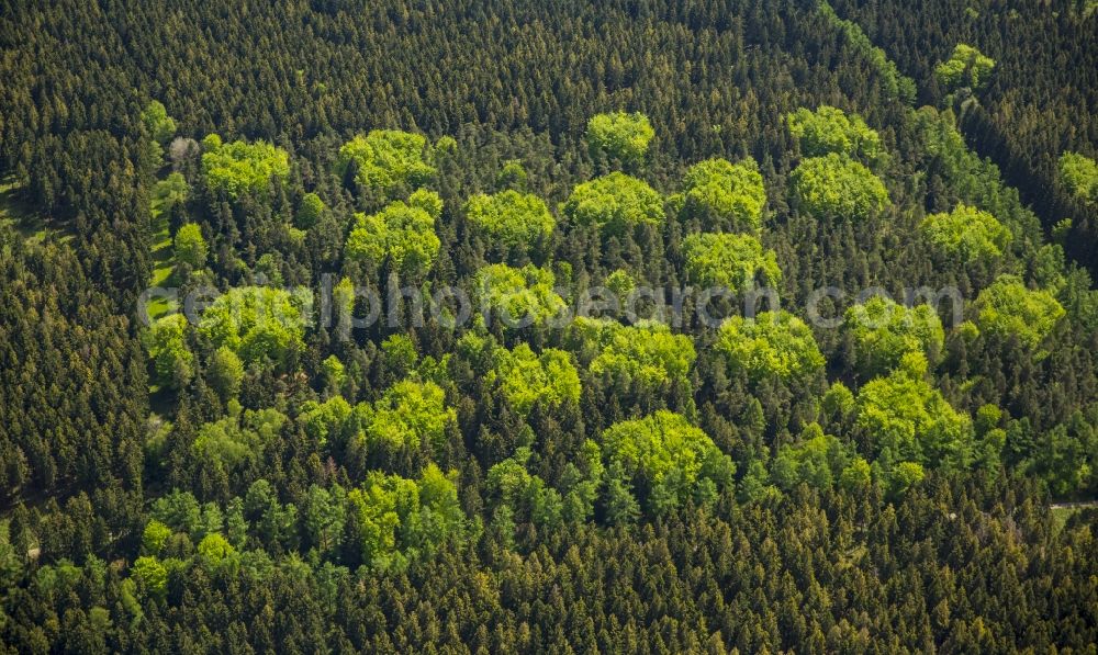 Aerial photograph Hürtgenwald - Treetops in a wooded area in Huertgenwald in the state North Rhine-Westphalia