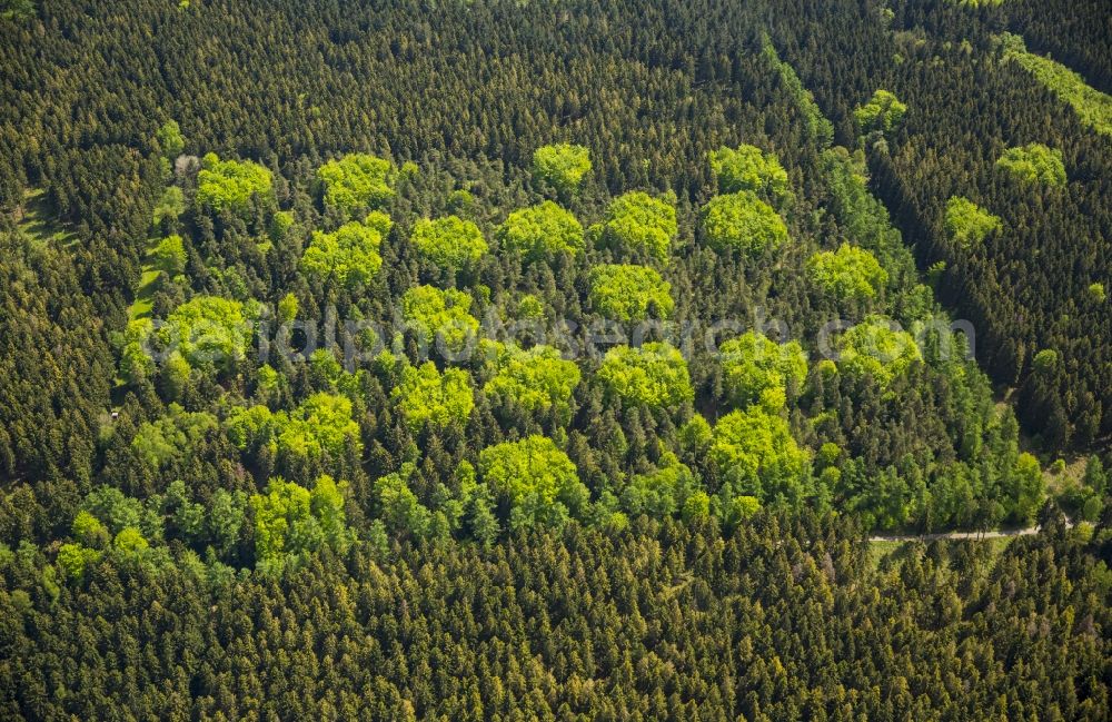 Hürtgenwald from above - Treetops in a wooded area in Huertgenwald in the state North Rhine-Westphalia