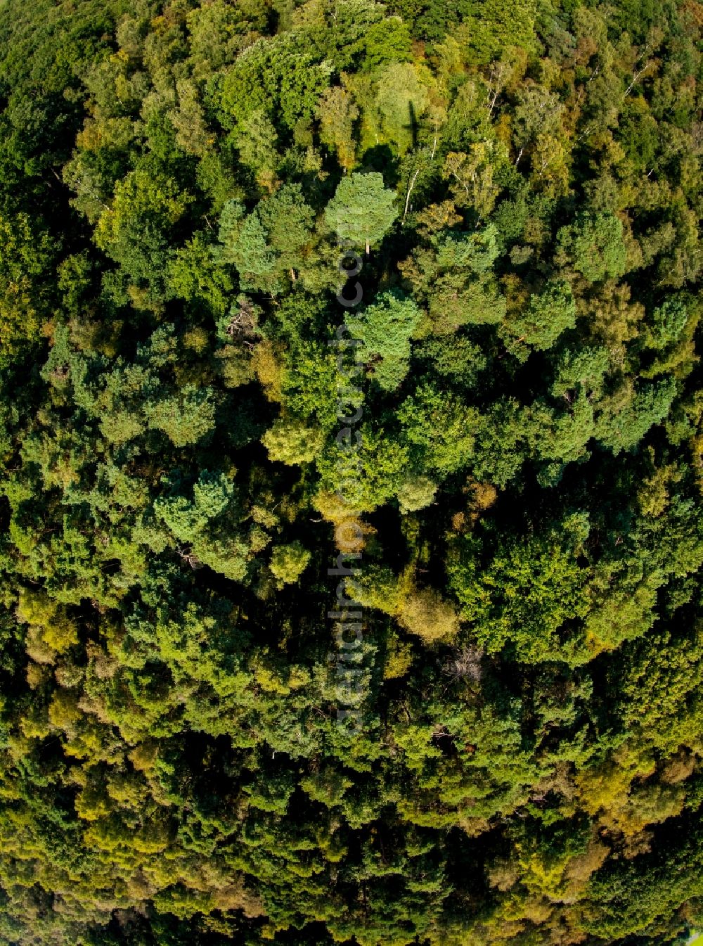 Aerial photograph Lüdinghausen - Treetops in a wooded area in Luedinghausen in the state North Rhine-Westphalia