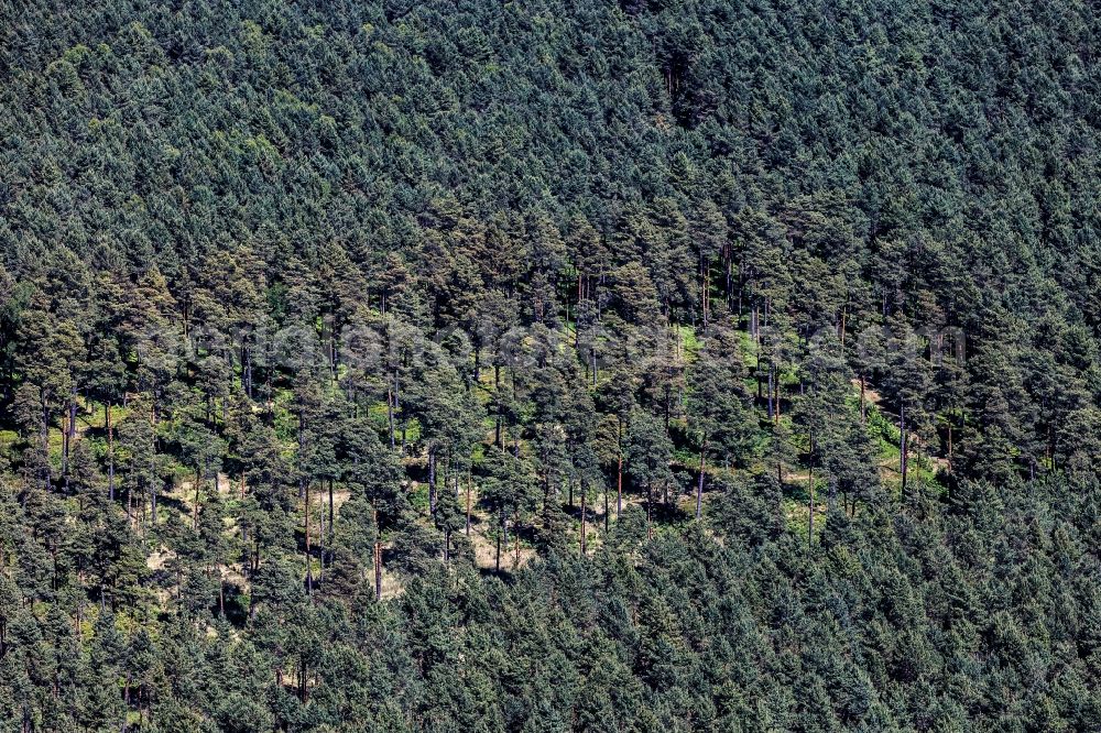 Aerial photograph Löwenberger Land - Treetops in a wooded area in Loewenberger Land in the state Brandenburg