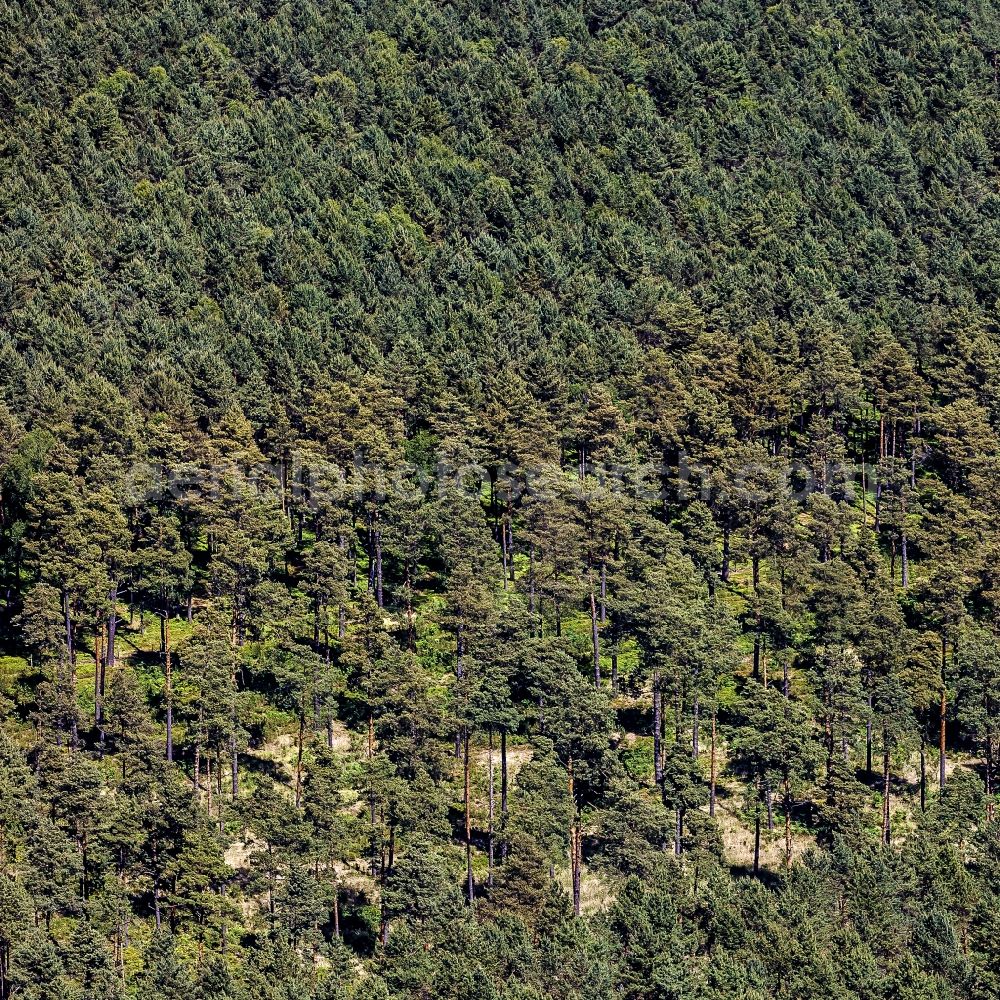 Löwenberger Land from above - Treetops in a wooded area in Loewenberger Land in the state Brandenburg