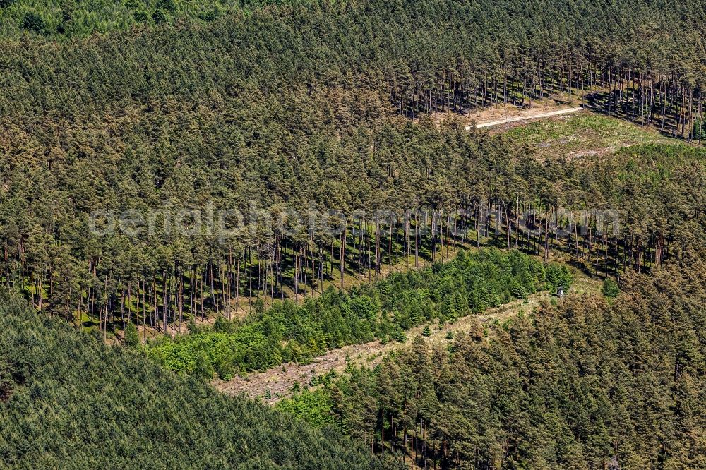 Aerial image Löwenberger Land - Treetops in a wooded area in Loewenberger Land in the state Brandenburg