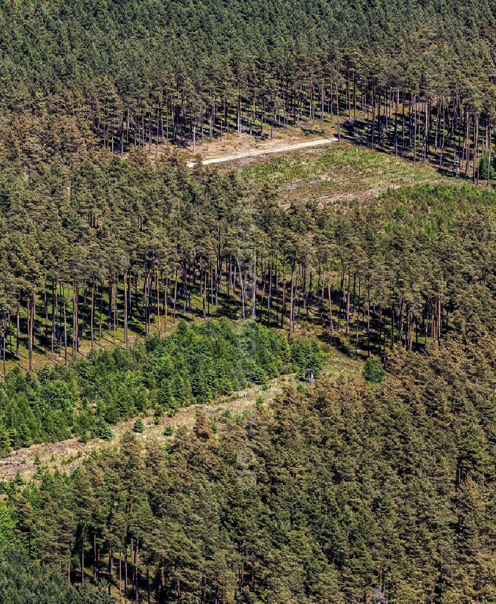 Löwenberger Land from above - Treetops in a wooded area in Loewenberger Land in the state Brandenburg