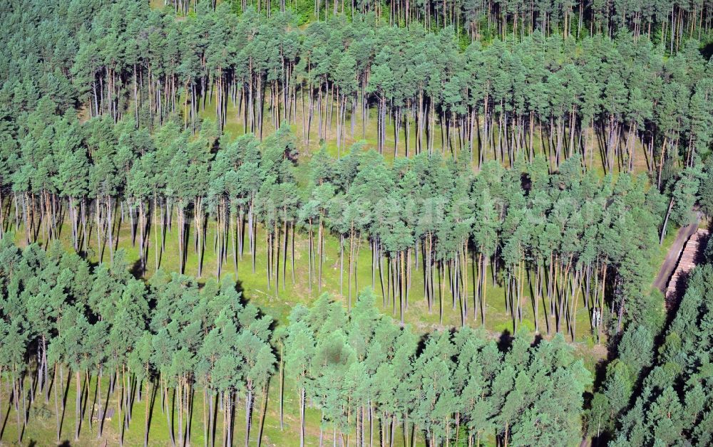 Neustrelitz from above - Treetops in a wooded area in Neustrelitz in the state Mecklenburg - Western Pomerania