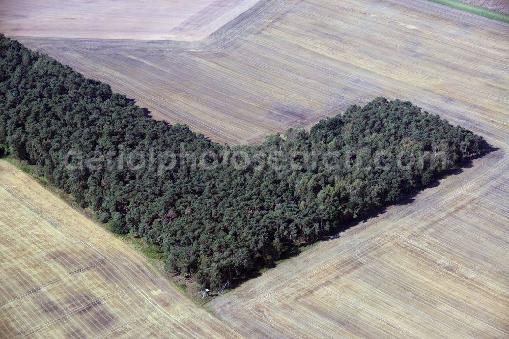 Aerial photograph Rabenstein/Fläming - Treetops in a wooded area shaped like a hook in Rabenstein/Flaeming in the state Brandenburg