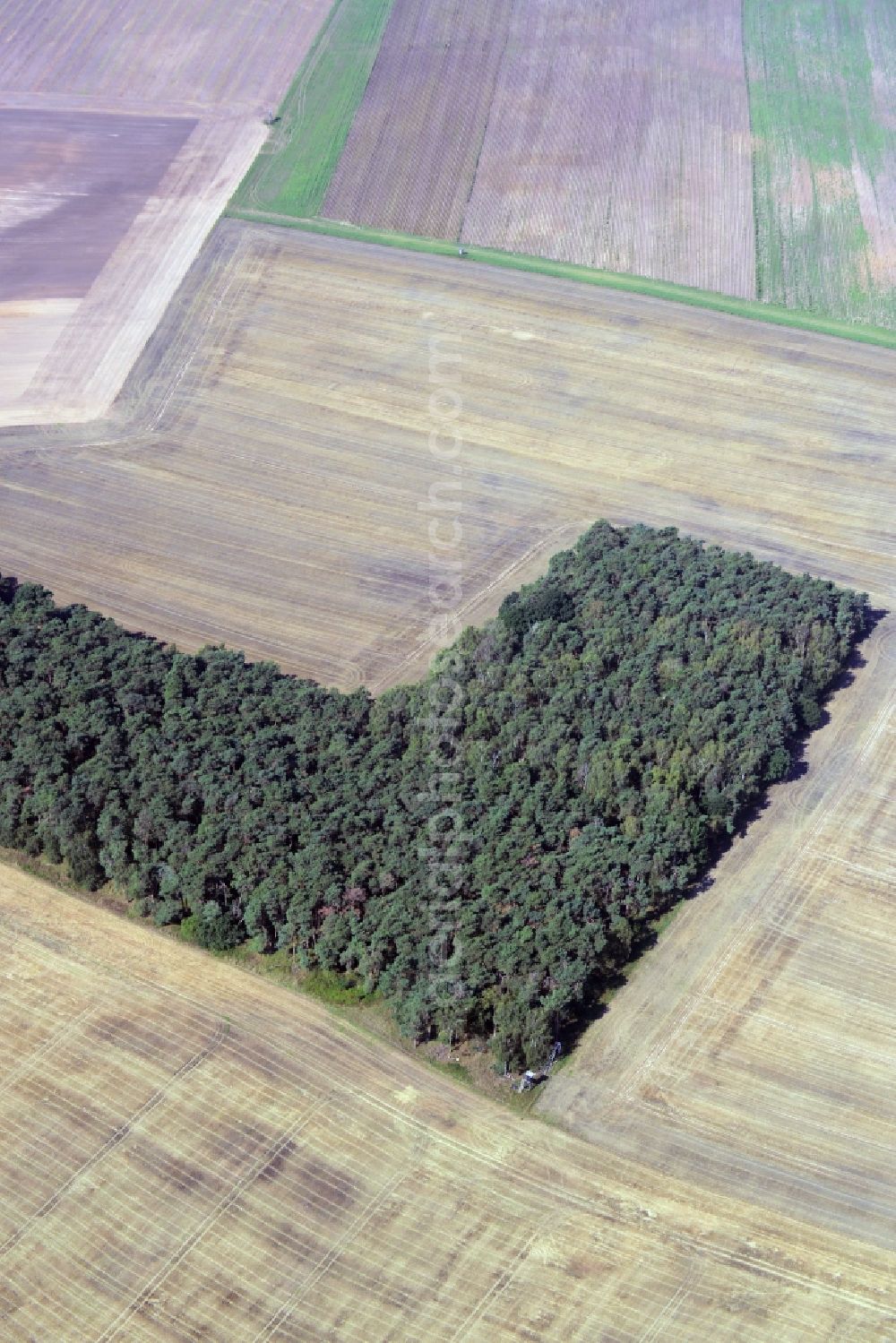 Rabenstein/Fläming from above - Treetops in a wooded area shaped like a hook in Rabenstein/Flaeming in the state Brandenburg