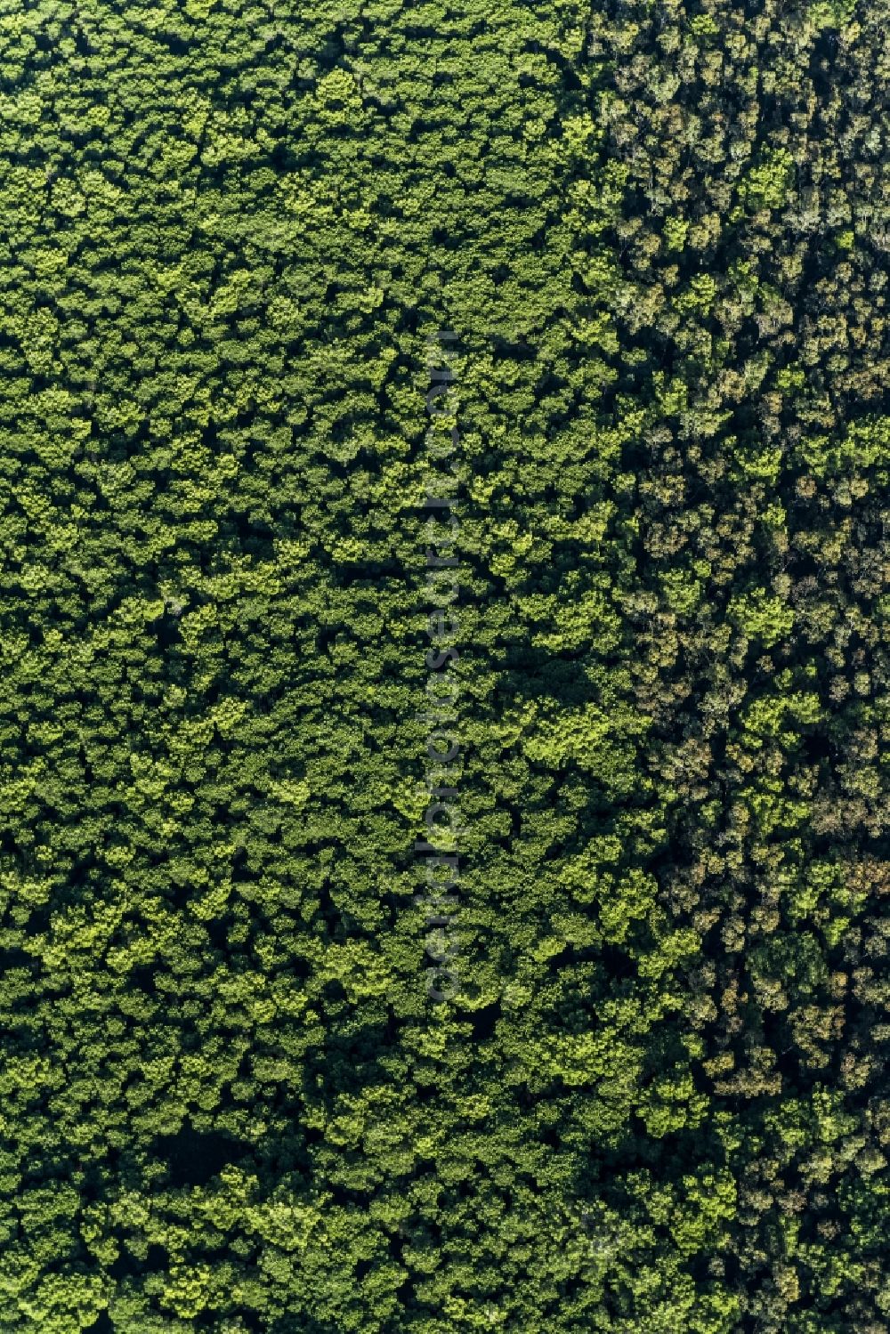 Aerial photograph Riserva Statale Ischitella e Carpino - Treetops in a wooded area in Riserva Statale Ischitella e Carpino in Italy