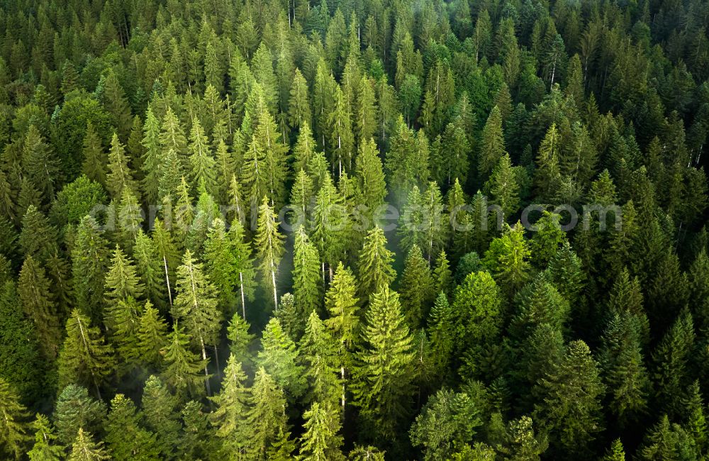 Sulzberg from above - Treetops in a forest area on the Brenner road in Sulzberg in the Bregenzer Wald in Vorarlberg, Austria