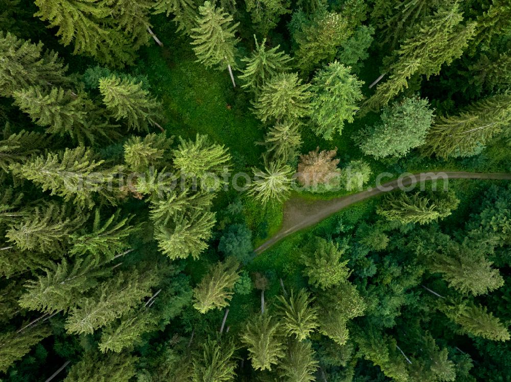 Sulzberg from the bird's eye view: Treetops in a forest area on the Brenner road in Sulzberg in the Bregenzer Wald in Vorarlberg, Austria