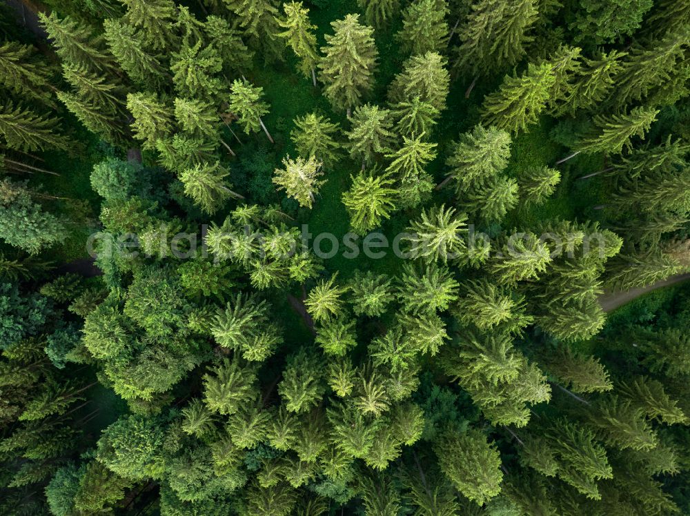 Aerial image Sulzberg - Treetops in a forest area on the Brenner road in Sulzberg in the Bregenzer Wald in Vorarlberg, Austria